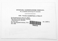 Puccinia crandallii image